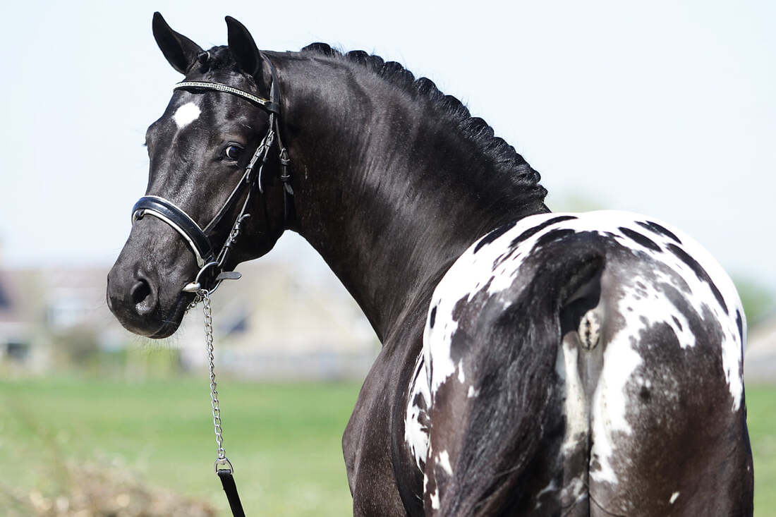 Perus Argument - Coloured Stallion